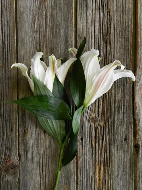 ZAMBESI WHITE OT HYBRID ORIENTAL LILIES